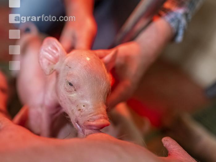 Ferkel Betreuung 60