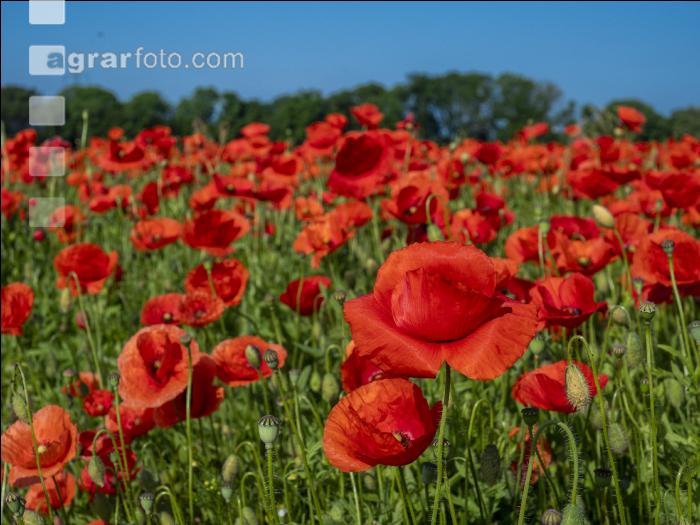 Klatschmohn 2