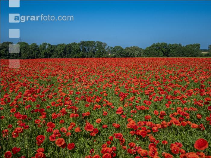 Klatschmohn 13