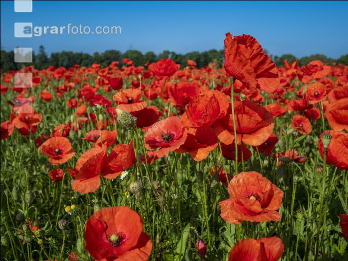 Klatschmohn 12