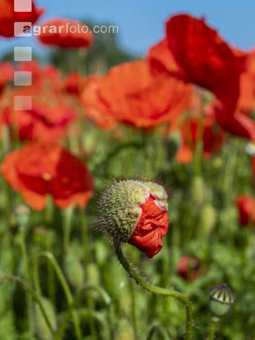 Klatschmohn 6