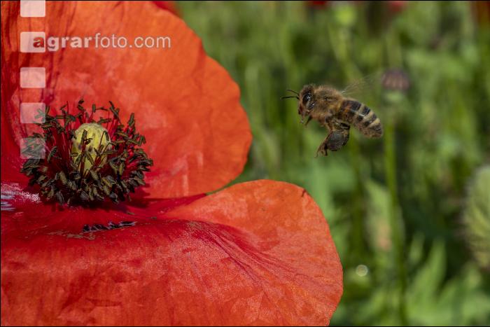 Klatschmohn mit Biene 3