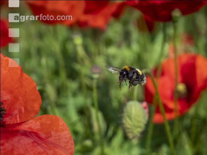Klatschmohn mit Hummel