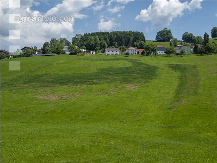 Sichtbare Engerlingsschäden 3