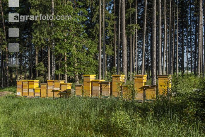 Bienenstöcke im Wald 31