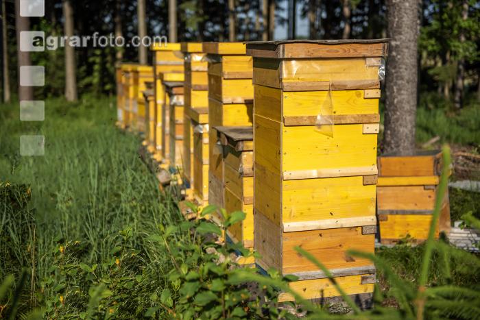Bienenstöcke im Wald 30