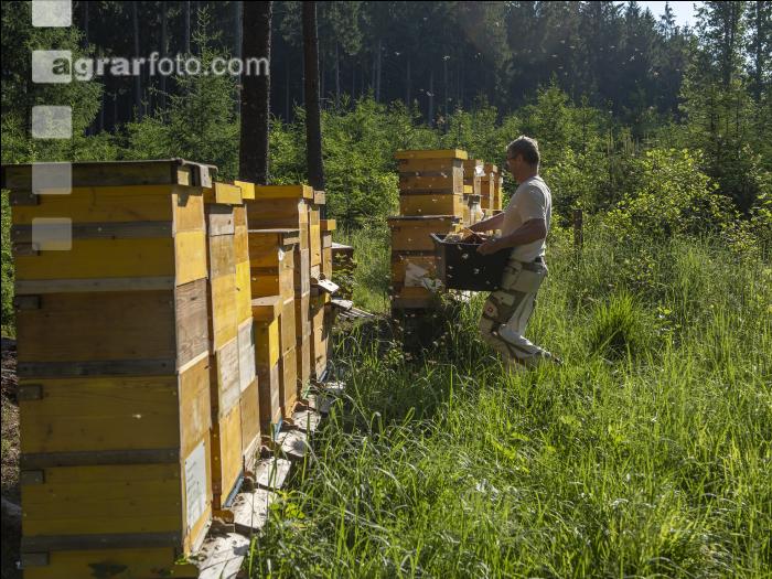 Bienenstöcke im Wald 29