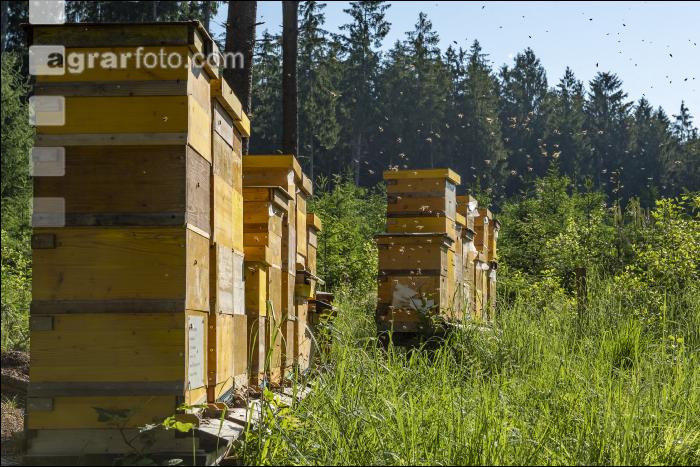 Bienenstöcke im Wald 28