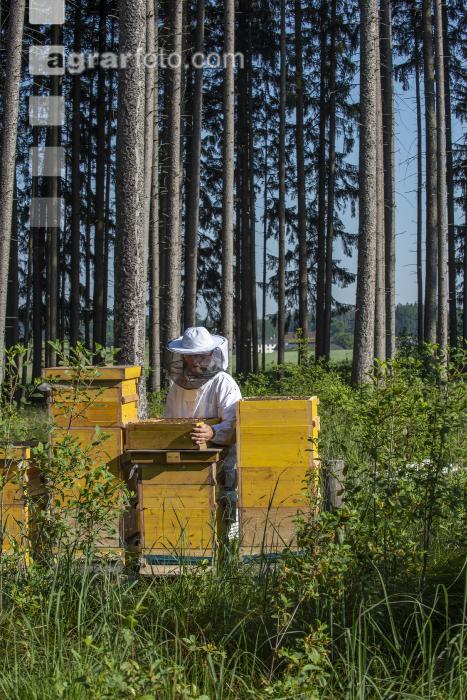 Bienenstöcke im Wald 26