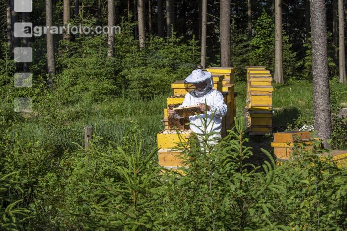 Bienenstöcke im Wald 25