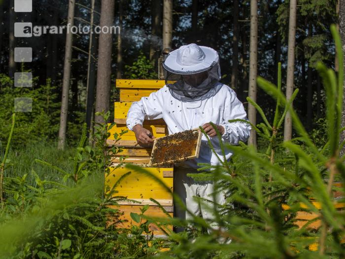 Bienenstöcke im Wald 24