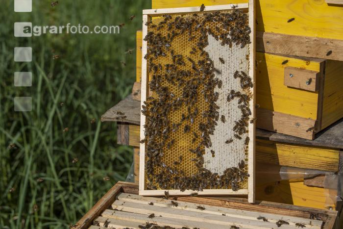 Bienenstöcke im Wald 23