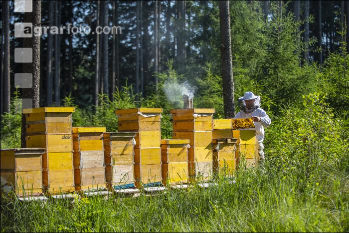 Bienenstöcke im Wald 21