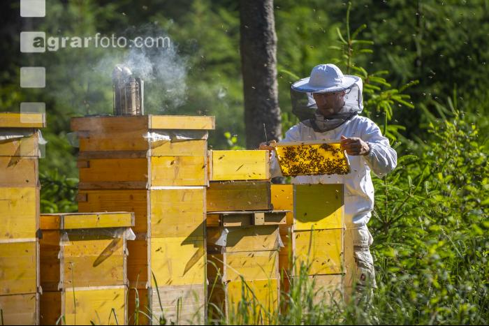 Bienenstöcke im Wald 20