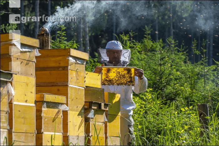 Bienenstöcke im Wald 19