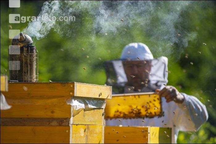 Bienenstöcke im Wald 17