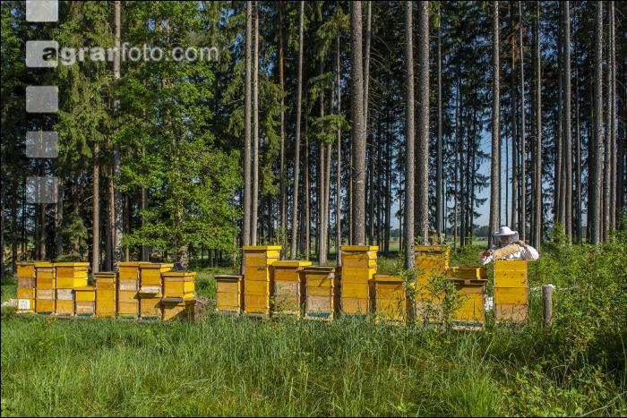 Bienenstöcke im Wald 15
