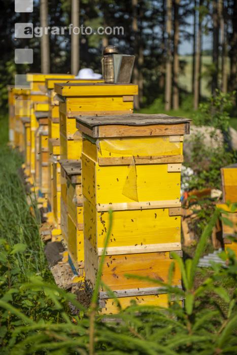 Bienenstöcke im Wald 14