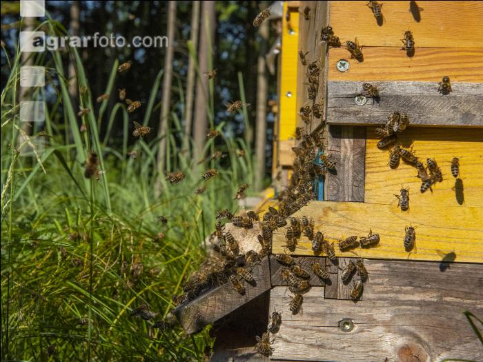 Bienenstöcke im Wald 12