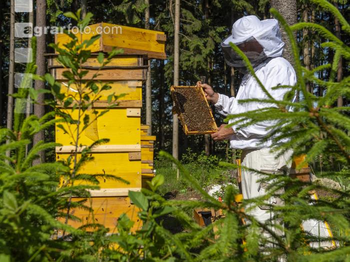 Bienenstöcke im Wald 11
