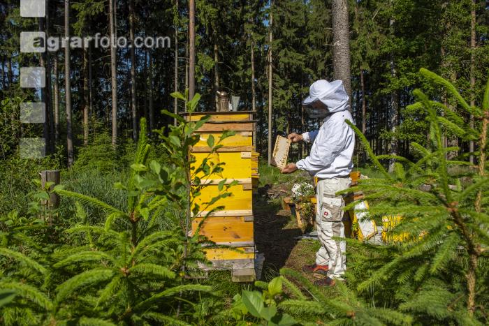 Bienenstöcke im Wald 10