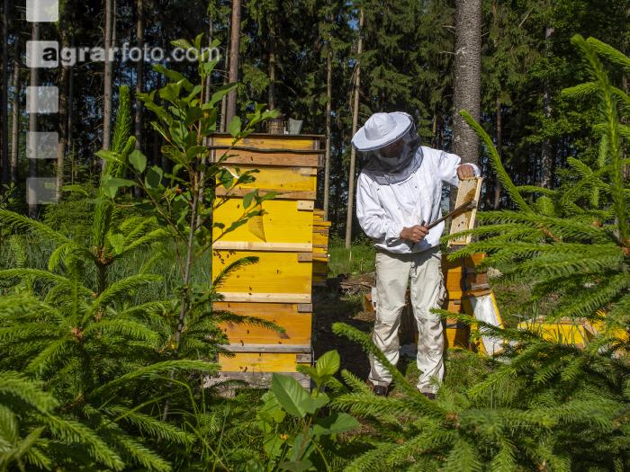 Bienenstöcke im Wald 9