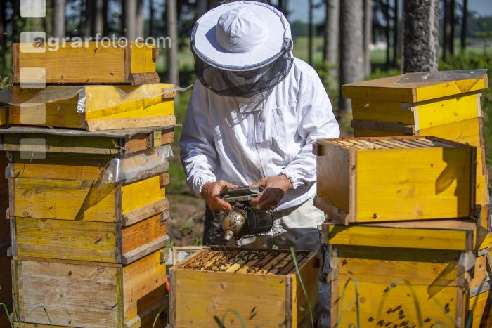 Bienenstöcke im Wald 6