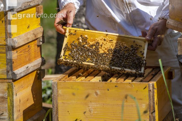 Bienenstöcke im Wald 5