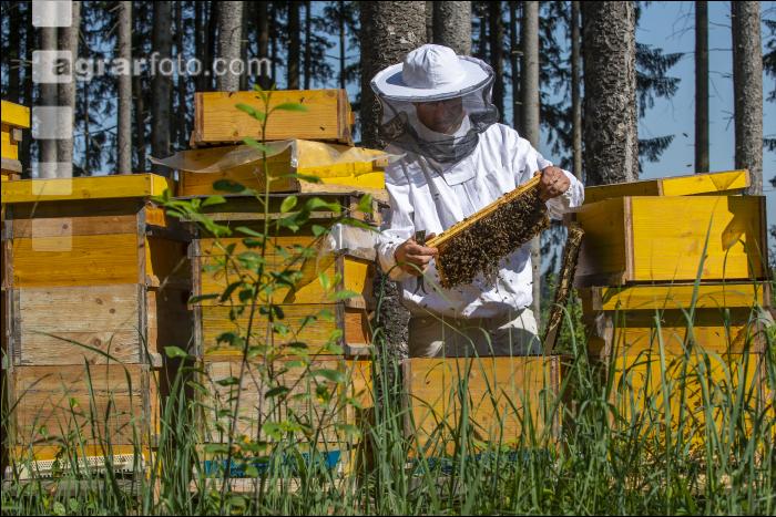 Bienenstöcke im Wald 4