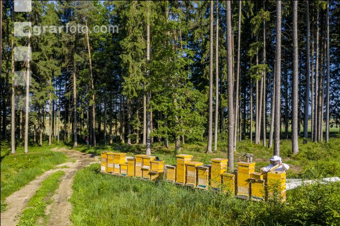 Bienenstöcke im Wald 3