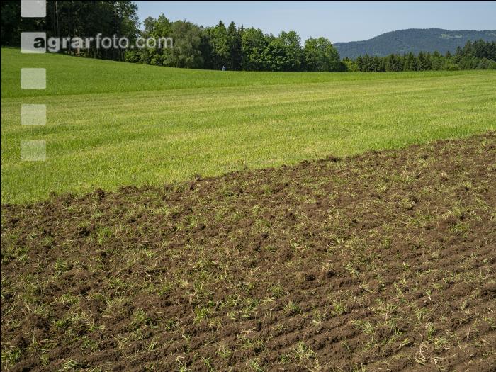 Wiese nach Engerlingsbekämpfung 1