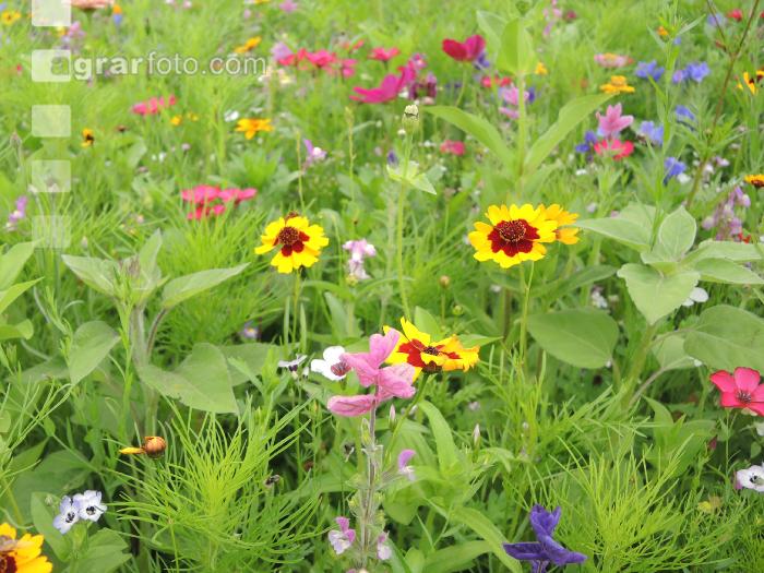 Blumenwiese 17