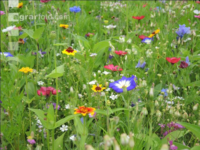 Blumenwiese 15