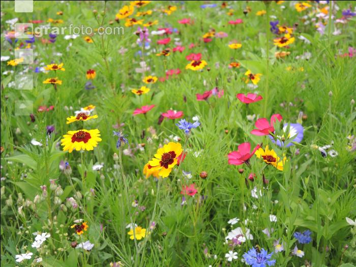 Blumenwiese 14
