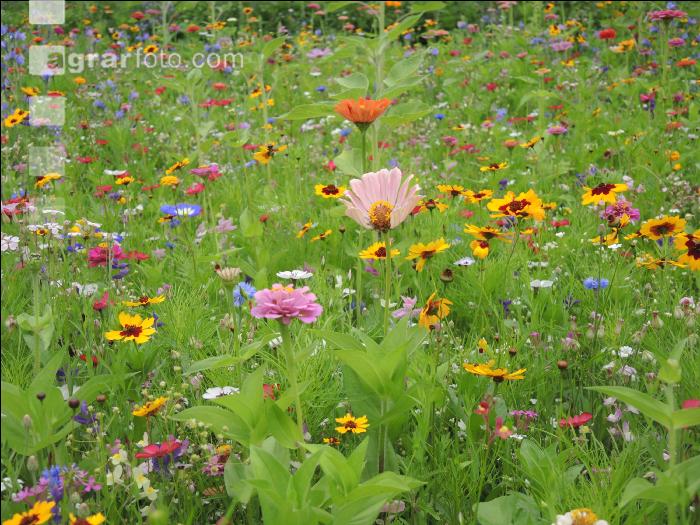 Blumenwiese 13