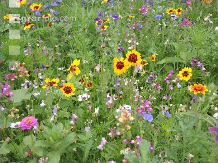 Blumenwiese 12