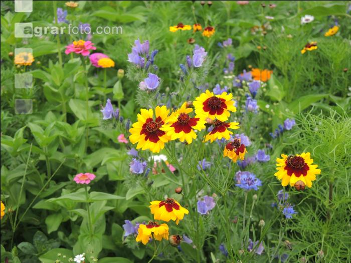 Blumenwiese 11