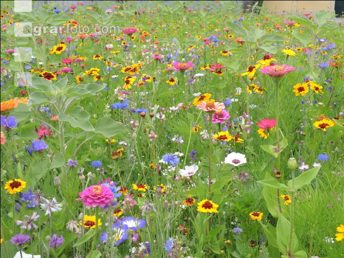 Blumenwiese 10