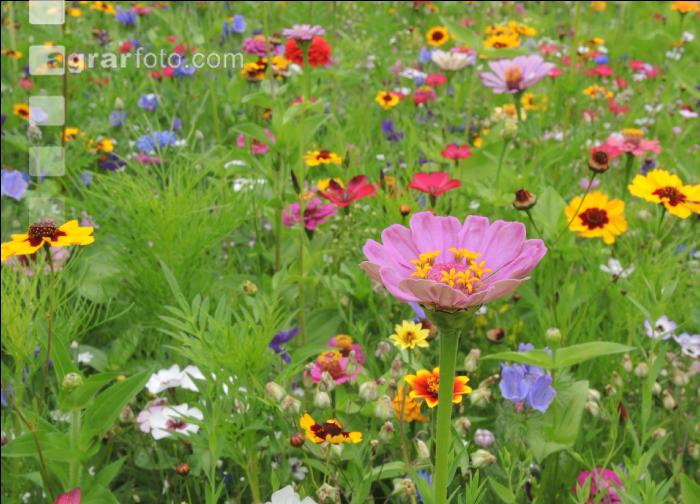 Blumenwiese 9