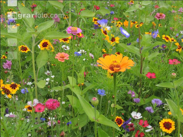 Blumenwiese 8