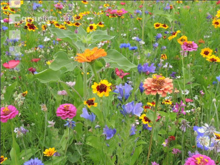 Blumenwiese 7