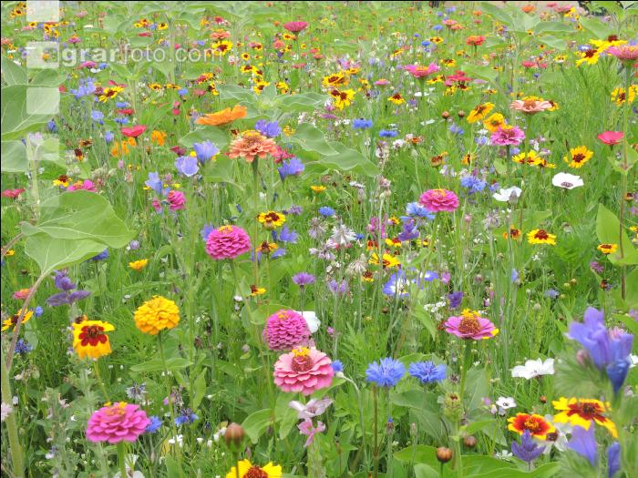 Blumenwiese 6