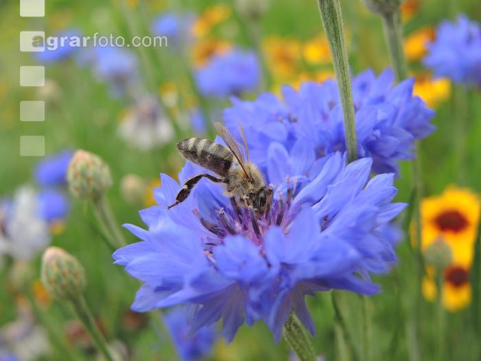 Bienen auf Bumenwiese 3