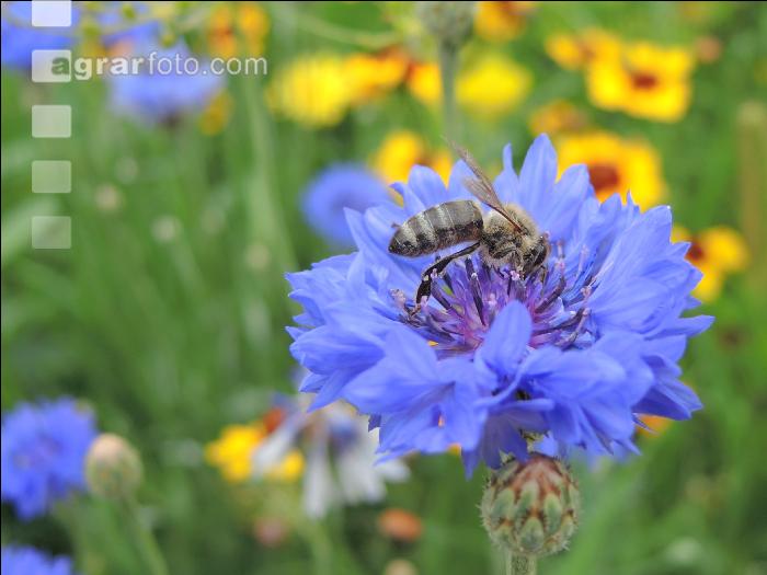 Bienen auf Bumenwiese 1
