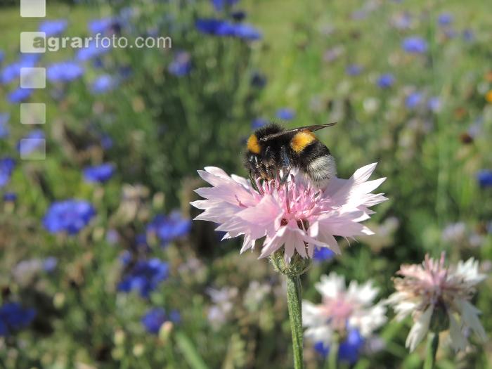 Hummel 2