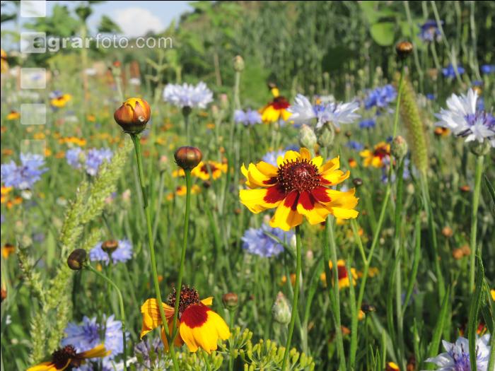 Blumenwiese 18