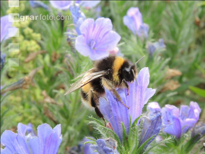 Hummel 3