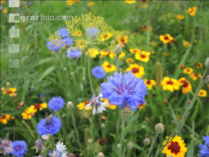 Blumenwiese 19
