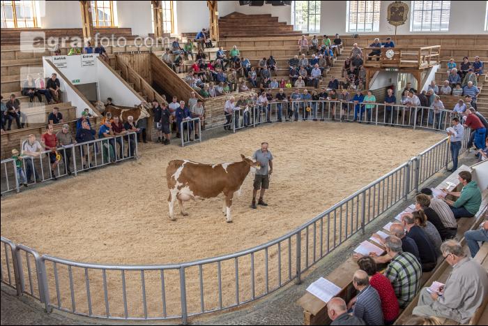 Versteigerung Zuchtrinder 12
