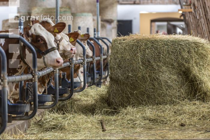 Milchkühe Heurundballen 